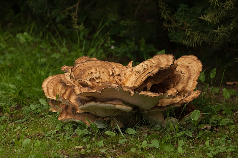 Meripilus giganteus Reuzenzwam Giant Mushroom
